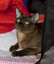 Бурма, бурманская кошка