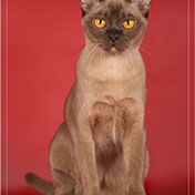 Бурма, бурманская кошка